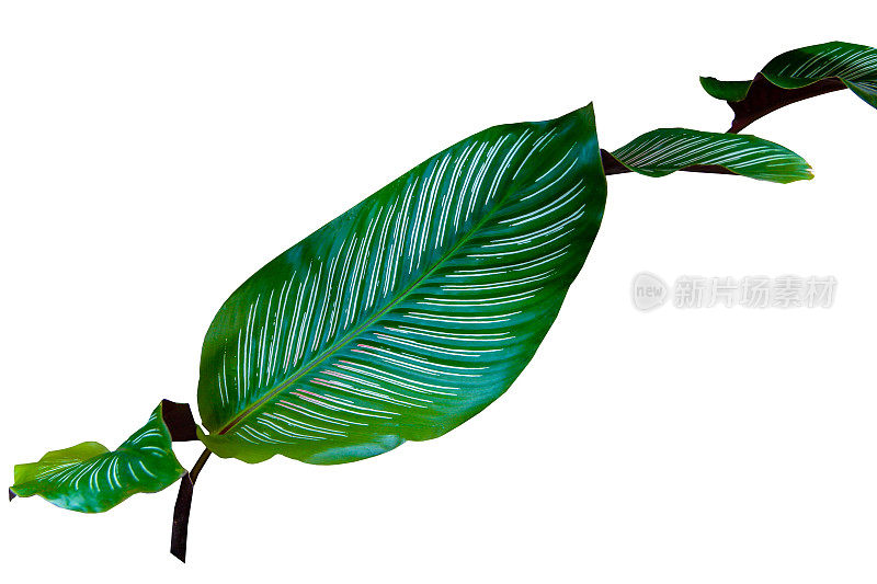 热带奇异的叶Calathea ornata(细条纹Calathea)叶孤立在白色的背景与修剪路径